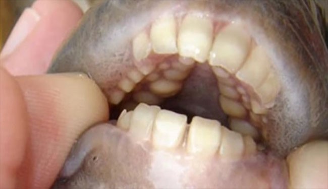 ماهی عجیب با دندان‎های انسان +عکس
