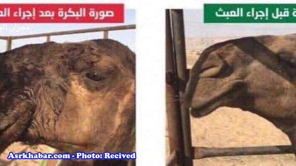عمل زیبایی بینی شترها در عربستان! + تصویر