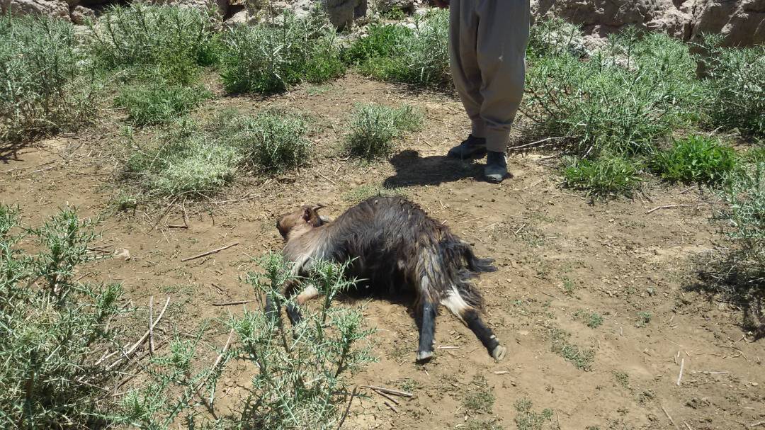 حمله گرگ به گوسفندان در یکی از روستاهای لنده + تصاویر
