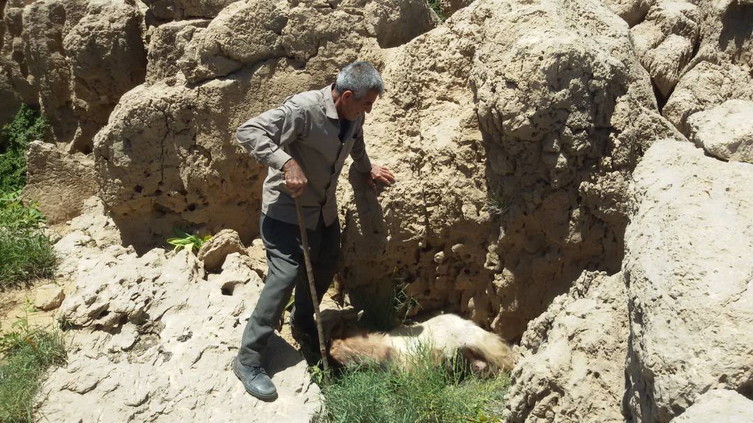 حمله گرگ به گوسفندان در یکی از روستاهای لنده + تصاویر