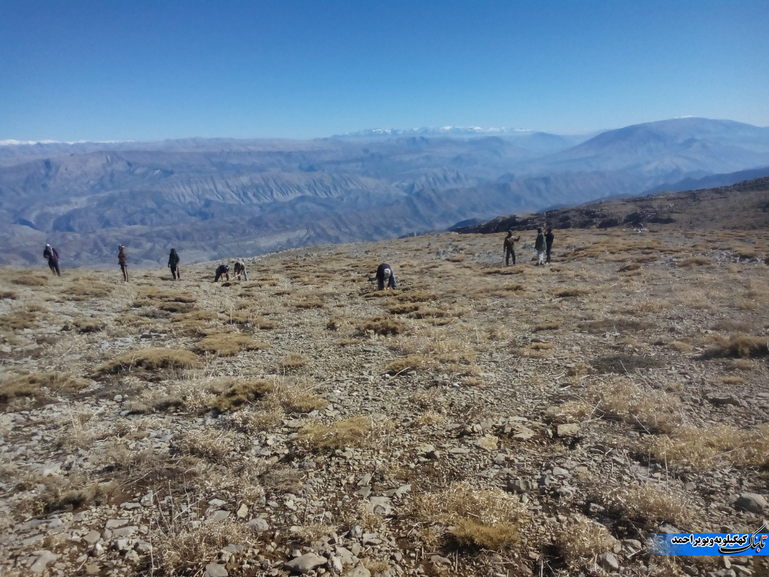 وحدت و همدلی در احیا و حفاظت از 90 هکتار پوشش گیاهی کوه سیاه 