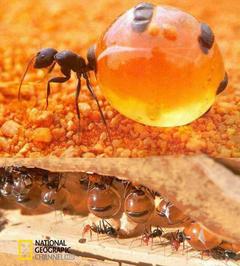 تصویری از مورچه عسل 
این مورچه ها به دلیل ذخیره عسل در معده خود برای اغذیه دیگر مورچه ها به این نام خوانده می شوند.
