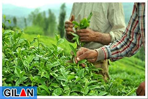 ماجرای حذف خرید تضمینی برگ سبز چای در لایحه بودجه ۹۸ و یک عالمه تکذیب! / جعفرزاده: حذف ردیف بودجه خرید تضمینی برگ سبز چای در لایحه بودجه ۹۸ صحت ندارد! / کیوان محمدی: قبل از هر نوع اظهار نظر درباره بودجه با متخصصان مشورت کنید؛ حذف یارانه چای از بودجه ۹۸ صحت ندارد! / لاهوتی: دولت در لایحه پیشنهادی خود برای سال 98 این موضوع را در سرفصل تأمین یارانه نهادهها و خرید تضمینی ادغام کرده است! / رهبری املشی: یارانه خرید تضمینی چای پابرجاست! / ندیمی: اعداد خرید تضمینی کاهش نمییابد و امکان شارژ منابع هم وجود دارد! ماجرای حذف خرید تضمینی برگ سبز چای در لایحه بودجه ۹۸ و یک عالمه تکذیب! / جعفرزاده: حذف ردیف بودجه خرید تضمینی برگ سبز چای در لایحه بودجه ۹۸ صحت ندارد! / کیوان محمدی: قبل از هر نوع اظهار نظر درباره بودجه با متخصصان مشورت کنید؛ حذف یارانه چای از بودجه ۹۸ صحت ندارد! / لاهوتی: دولت در لایحه پیشنهادی خود برای سال 98 این موضوع را در سرفصل تأمین یارانه نهادهها و خرید تضمینی ادغام کرده است! / رهبری املشی: یارانه خرید تضمینی چای پابرجاست! / ندیمی: اعداد خرید تضمینی کاهش نمییابد و امکان شارژ منابع هم وجود دارد!