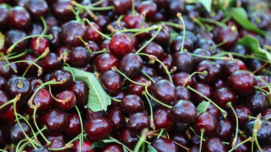 برداشت آلبالو از سطح ۱۱۰۰ هکتار از باغات استان قزوین برداشت آلبالو از سطح ۱۱۰۰ هکتار از باغات استان قزوین