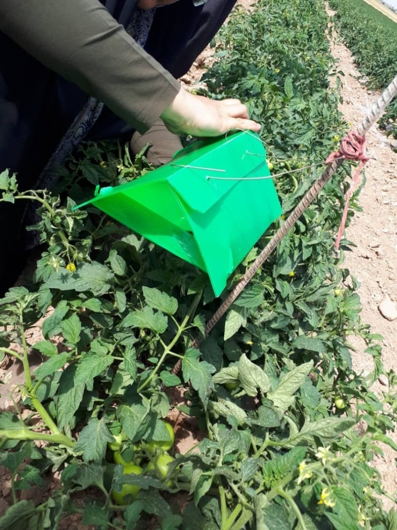 اجرا طرح ردیابی آفات با تله های فرمونی در شهرستان بویین زهرا اجرا طرح ردیابی آفات با تله های فرمونی در شهرستان بویین زهرا