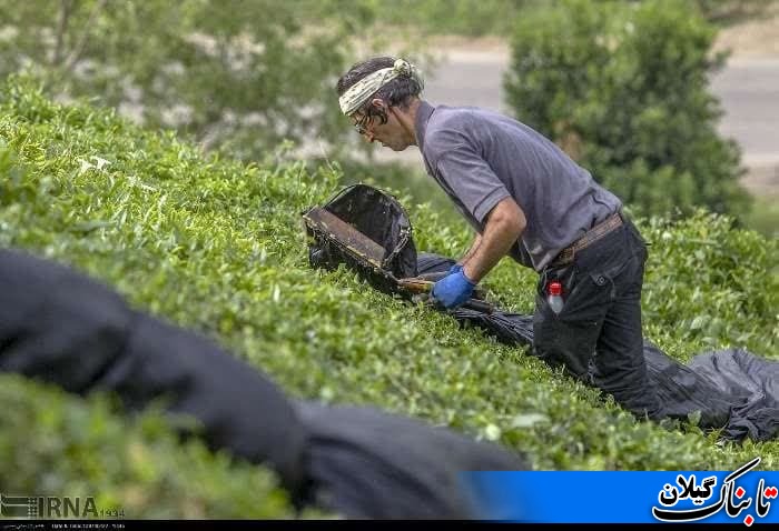 سازمان برنامه بودجه حق چایکاران را پرداخت نمی کند