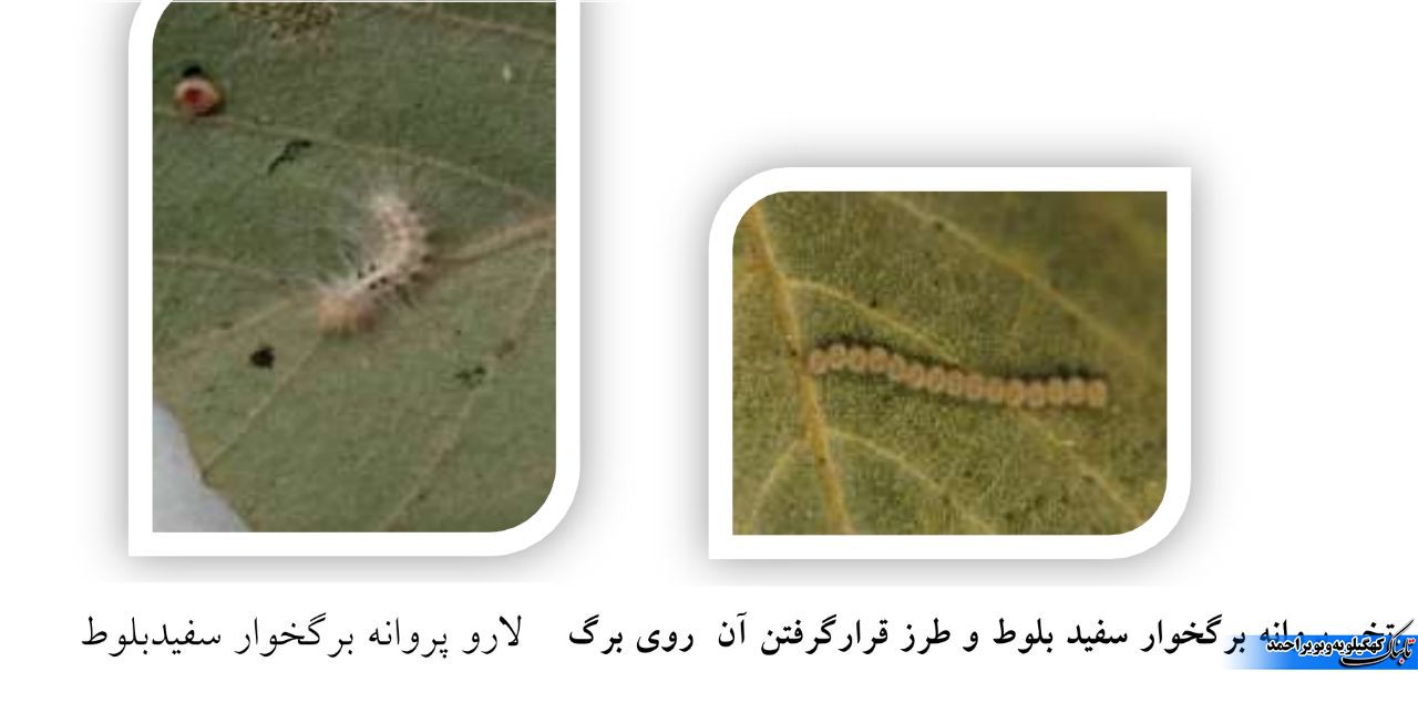 آفت برگ خوار بلوط و آنچه که کمتر می دانیم / توقع بیجا ایجاد نکنیم !