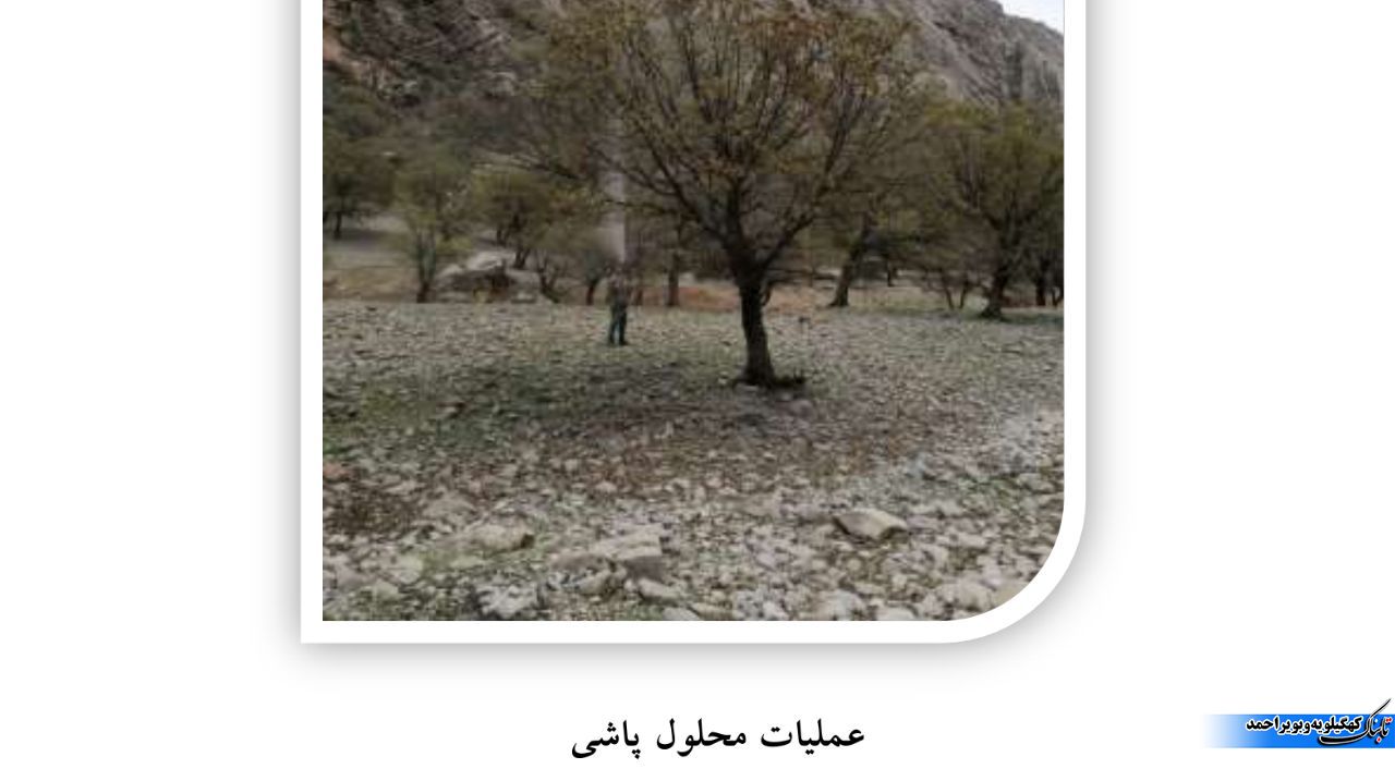 آفت برگ خوار بلوط و آنچه که کمتر می دانیم / توقع بیجا ایجاد نکنیم !