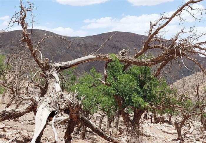 تداوم خشکی پاییزی با آمار «صفر» میلیمتر بارش در کهگیلویه و بویراحمد