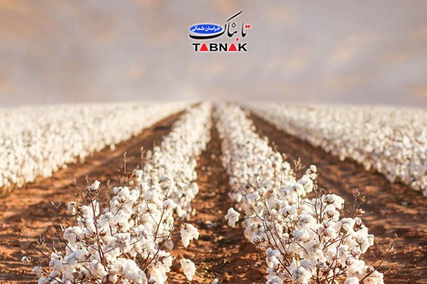 رشد چشمگیر کشت پنبه در خراسان شمالی/پیش&zwnj;بینی تولید ۲۰ هزار تن و برنامه توسعه تا ۱۰ هزار هکتار