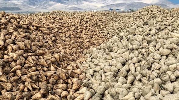 چغندر قند آذربایجان غربی؛ از رونق اقتصادی تا چالشهای زیست محیطی در حوضه دریاچه ارومیه چغندر قند آذربایجان غربی؛ از رونق اقتصادی تا چالشهای زیست محیطی در حوضه دریاچه ارومیه