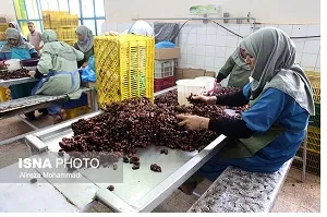 صدور ۲۴ موافقت اصولی و جواز تاسیس طرح‌های کشاورزی در خوزستان
