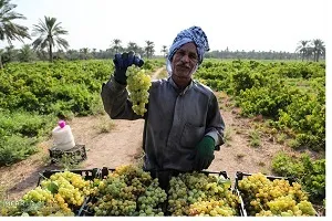 مجوز کاشت همه نوع محصول کشاورزی در خوزستان صادر شد