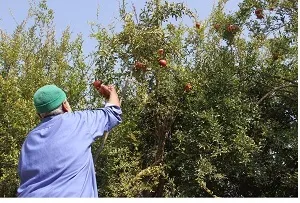 برداشت انار در ایذه آغاز شد