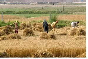 سیلاب اخیر سبب کاهش تولید یک میلیون تن گندم در کشور شد/ وقوع ۳ سیل در یک سال زراعی برای خوزستان