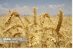 بازدید سرپرست وزارت کشاورزی از طرح‌های ملی شوش