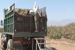 برداشت پسته از قطب تولید آن در آران وبیدگل