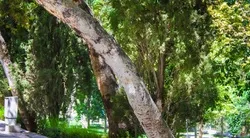 تصمیم‌گیری برای حذف درختان خطرآفرین شهر اصفهان در کمیته رفع خطر