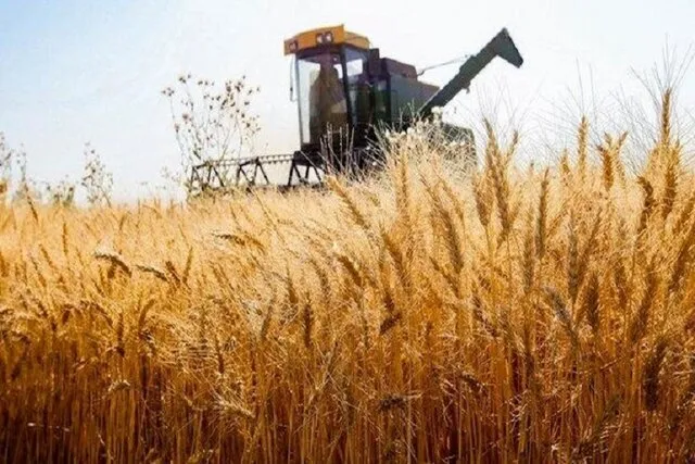 پیش‌بینی می‌شود امسال خرید تضمینی گندم در چهارمحال و بختیاری مطلوب باشد