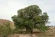 بنه کهنسال روستای پروینج خراسان جنوبی در فهرست آثار طبیعی- ملی ثبت شد