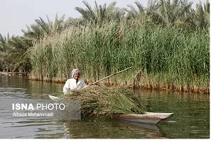 آغاز عملیات نی‌زدایی و لایروبی تالاب شادگان