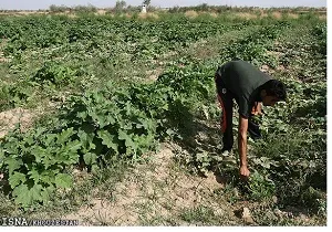 افزایش سطح زیرکشت محصولات زمستانه در شمال خوزستان
