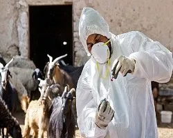 ایمن سازی 670 هزار دام علیه بیماری‌های مشترک با انسان