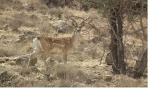 بی آبی حیات وحش خوزستان را تهدید می کند