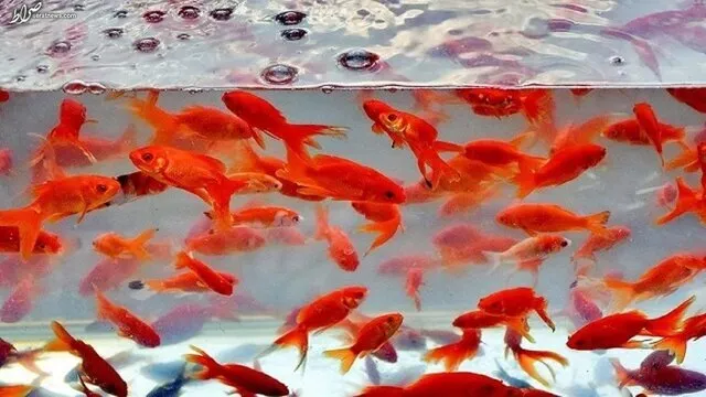 آنچه باید در مورد ماهی قرمز بدانیم