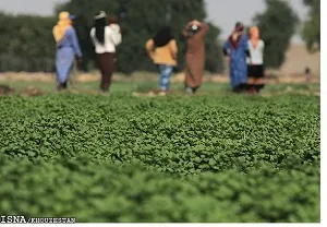 چنگلوایی: به دنبال ارتقای بهره‌وری در بخش کشاورزی خوزستان هستیم