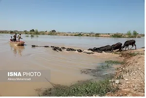تلف شدن 2 هزار و 515 راس دام در سیلاب خوزستان