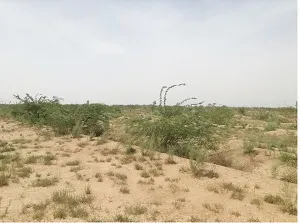 برنامه‌های مقابله با ریزگرد در خوزستان نباید رها شوند