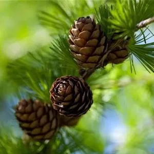 ثبت اختراع داروی کاهش خونریزی پس از زایمان