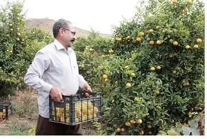 برداشت مرکبات در شوشتر آغاز شد