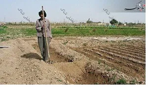کشاورزان محدودیت را به اندازه محدودیت کشت نیشکر می پذیرند