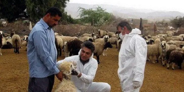 سمپاشی بدن 400 میلیون رأس دام علیه بیماری کریمو کنگو در خراسان‌جنوبی