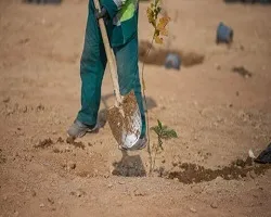 زمان ثبت‌نام توزیع نهال از دهم تا 14 اسفند ماه اعلام شد
