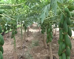 کشت گلخانه ای میوه های استوایی در دهاقان