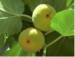 برداشت انجیر در ایذه آغاز شد