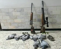 متخلفان شکار پرندگان جنگلی و چاهی در فریدن دسنگیر شدند