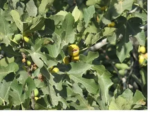 برداشت انجیر در شهرستان ایذه آغاز شد