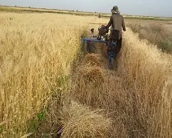 خرید تضمینی گندم از کشاورزان اصفهانی