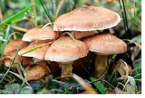 مسمومیت با قارچ سمی در خوزستان گزارش نشده است